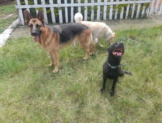 Guardería Canina y Caminatas Gordon