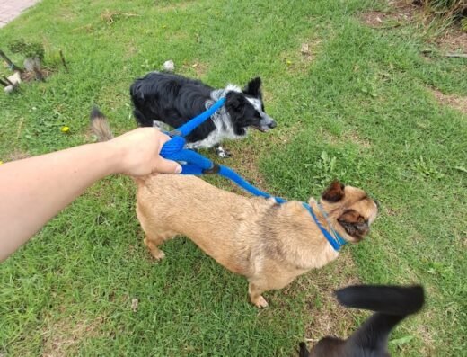 Guardería Canina y Felina VIP-2AS Academia