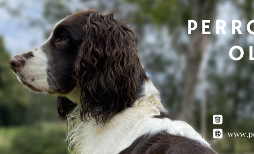 Guardería Perros de olfato