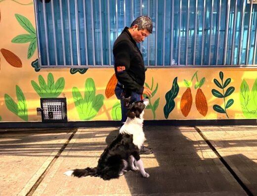 Guardería Perros de olfato