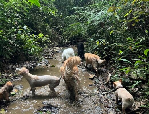 Guardería y Colegio Canino Kawan