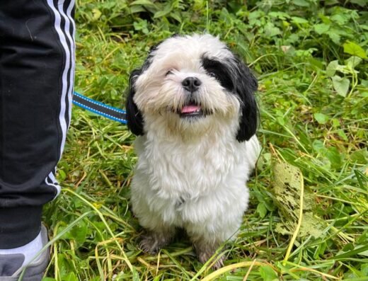 Guardería y Colegio Canino Kawan