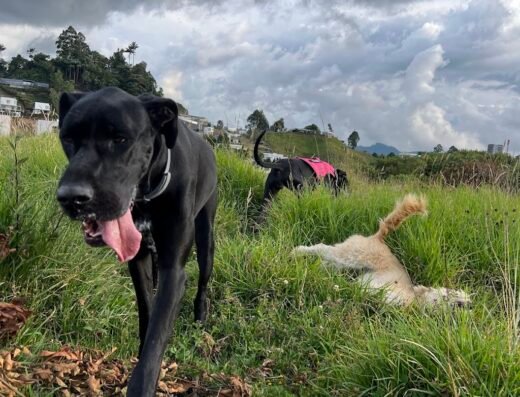 Guardería y Colegio Canino Kawan