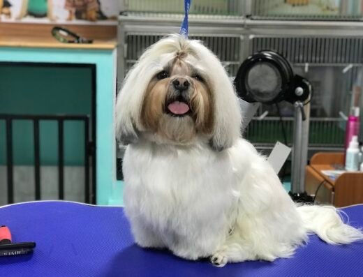 Guau, qué Pelos! Veterinaria, Spa & Peluquería.