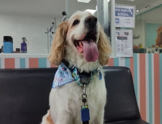 Guau, qué Pelos! Veterinaria, Spa & Peluquería.