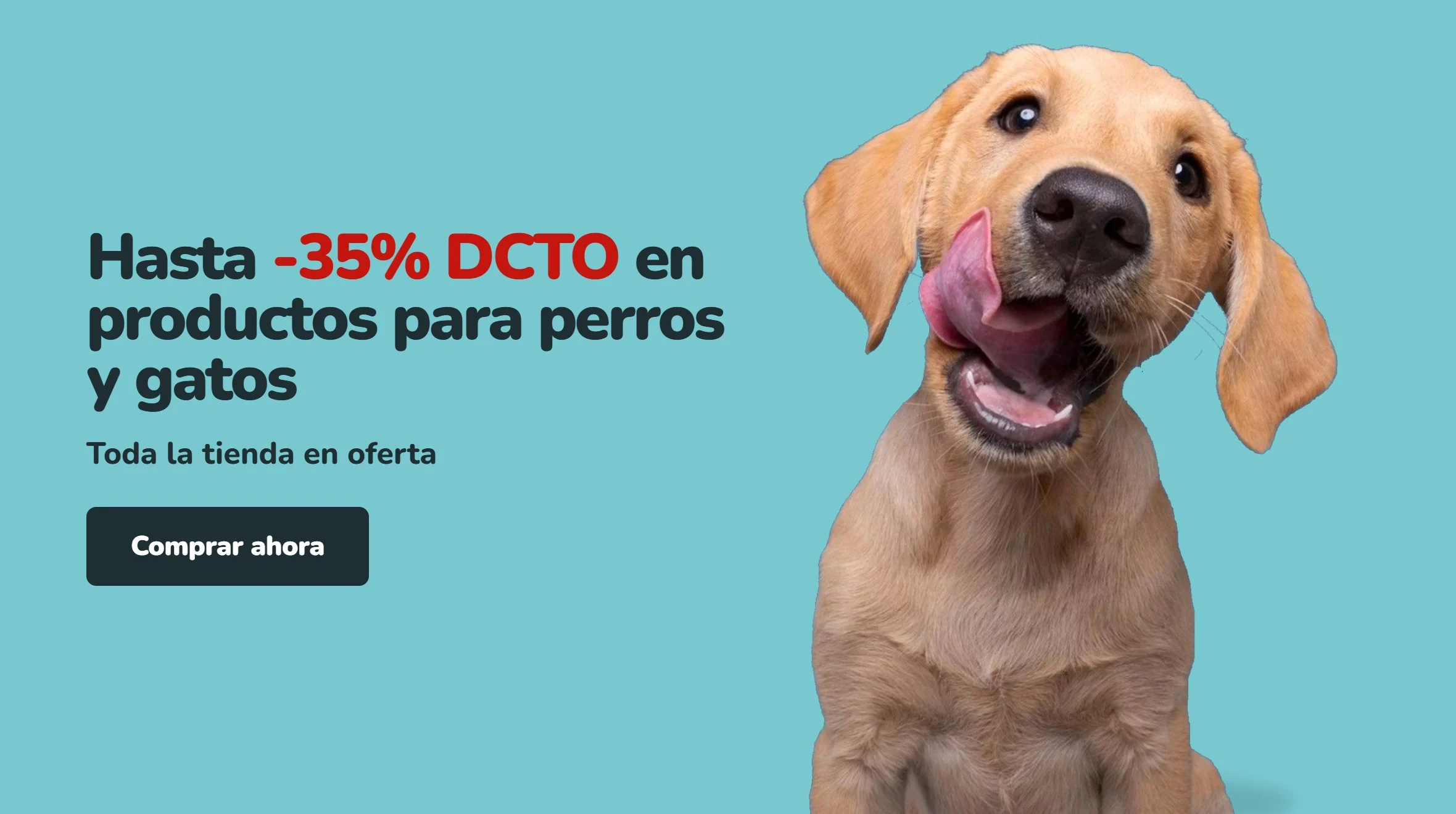 Parche Peludo 1 Cachorro labrador color canela relamiéndose sobre fondo turquesa. Hasta 35% de descuento en productos para perros y gatos en Parche Peludo