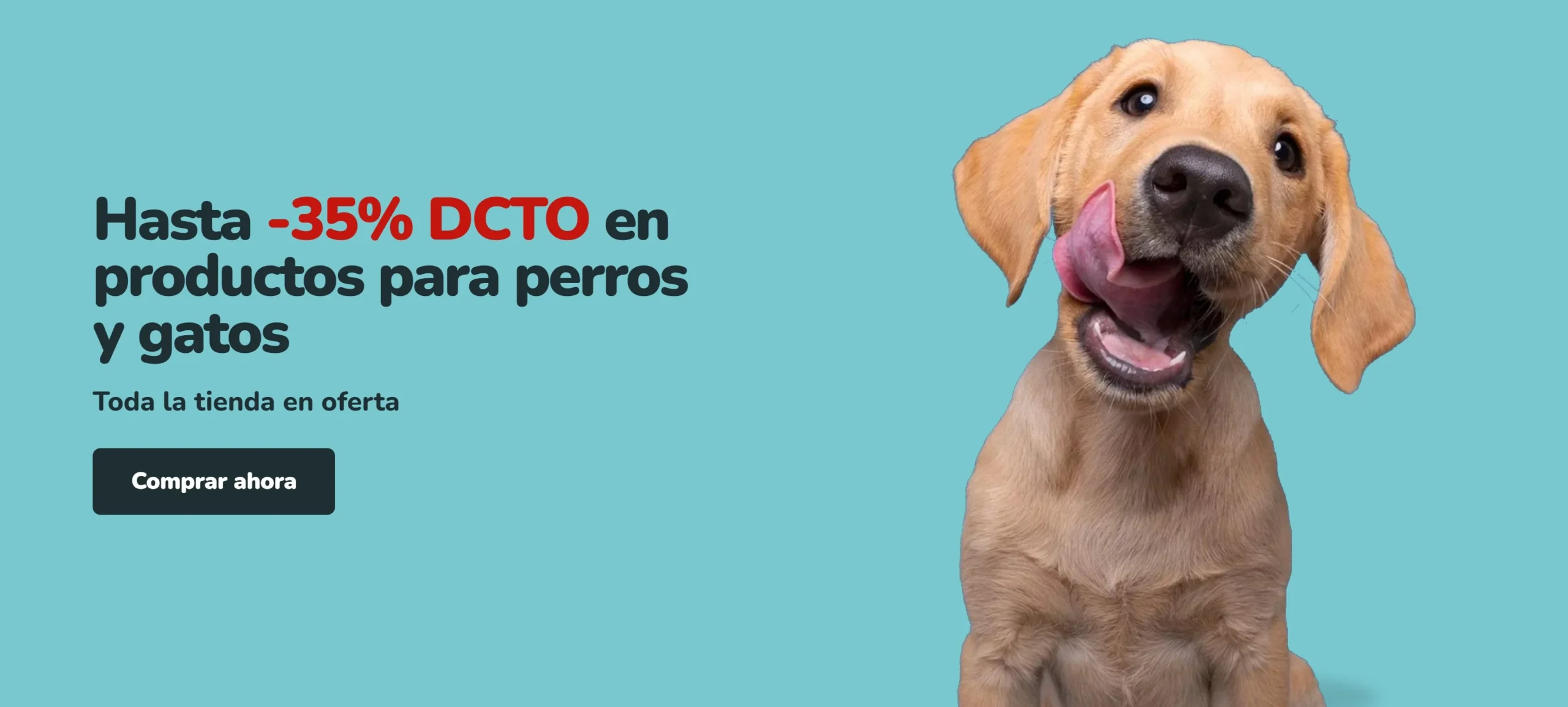 Cachorro labrador color canela relamiéndose sobre fondo turquesa. Hasta 35% de descuento en productos para perros y gatos en Parche Peludo