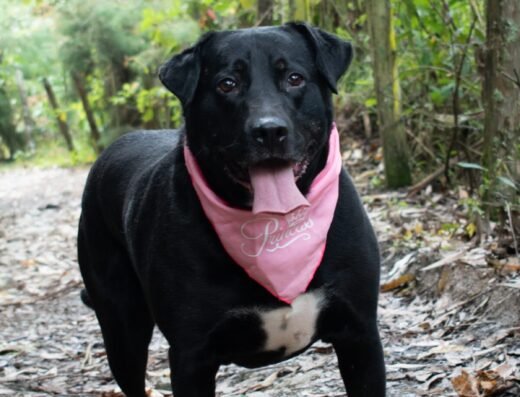 Nala
