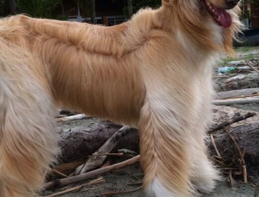 Honguitos boutique de Mascotas