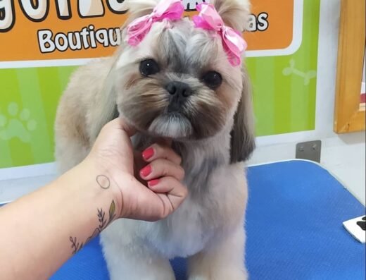 Honguitos boutique de Mascotas