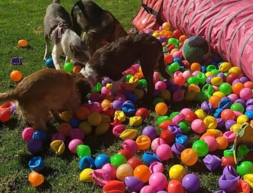 Kathypets campestre