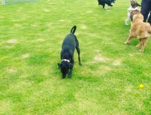 Kathypets campestre