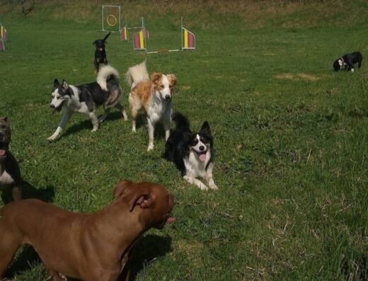 Kathypets campestre