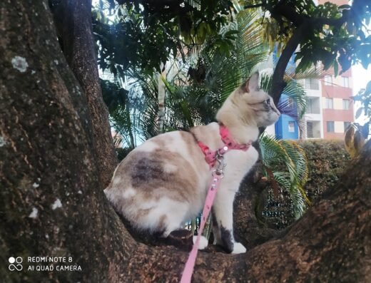 KikiGatos🐈Cuidadora a domicilio 🏠