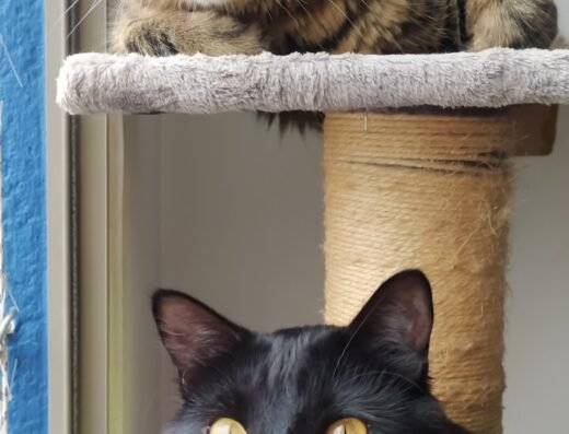 KikiGatos🐈Cuidadora a domicilio 🏠