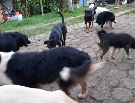 La casa de mi perro