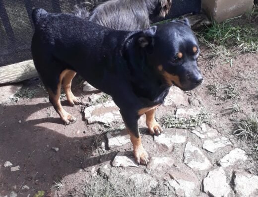 La casa de mi perro