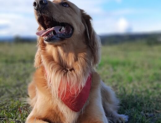 La Granjita Clinica Veterinaria