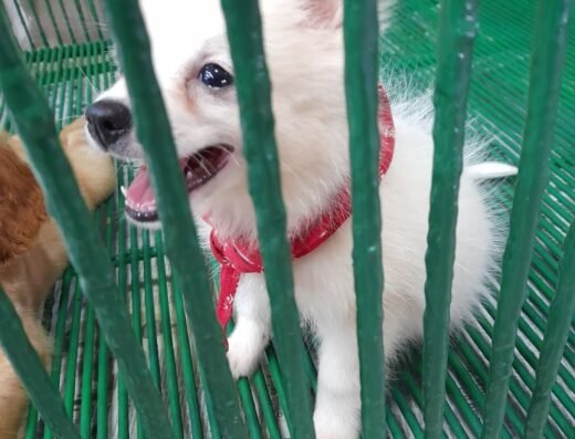 La Tienda del Perro