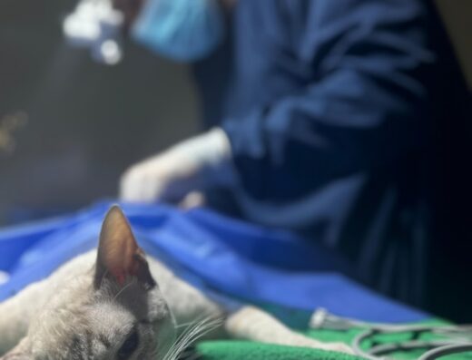 LAKma Clínica Veterinaria 24 Horas SEDE BOSQUE