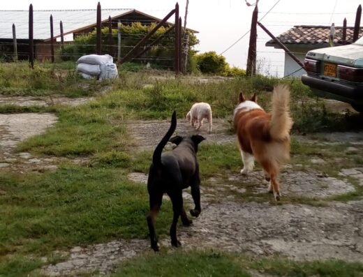 Las Mascotas de Lucía – Guardería canina