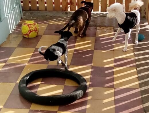 Las Mascotas de Lucía – Guardería canina