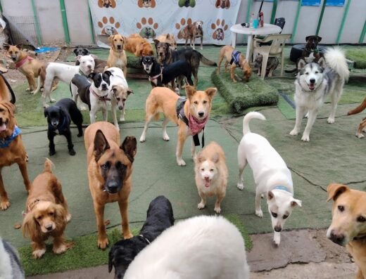 Leo Pets Guardería Canina y Spa
