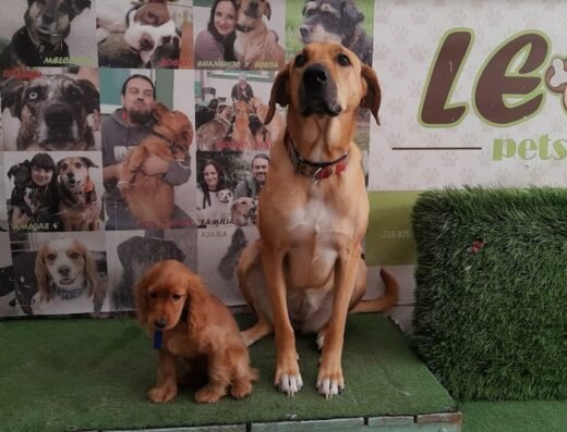 Leo Pets Guardería Canina y Spa