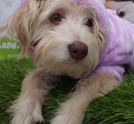 Leo Pets Guardería Canina y Spa