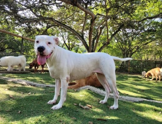 Macanes Entrenamiento Canino