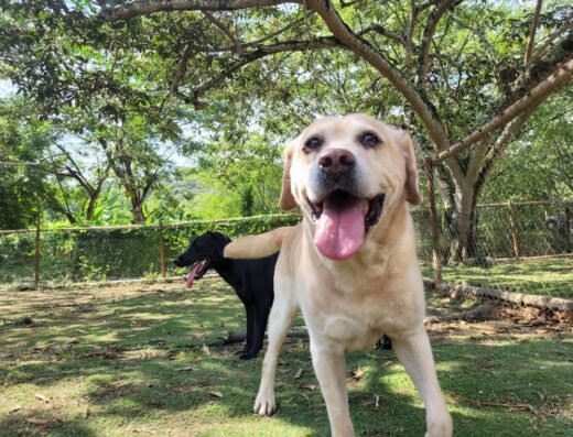 Macanes Entrenamiento Canino