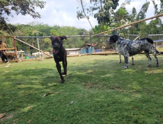 Macanes Entrenamiento Canino