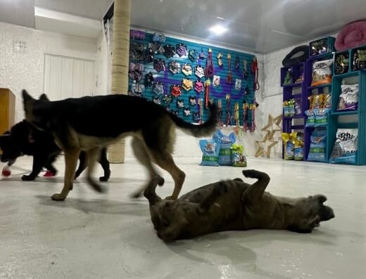 Mas Puppies
