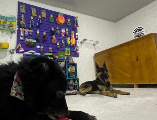 Mas Puppies