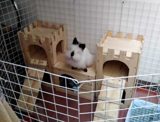 Mascotascol-Conejoscol petshop