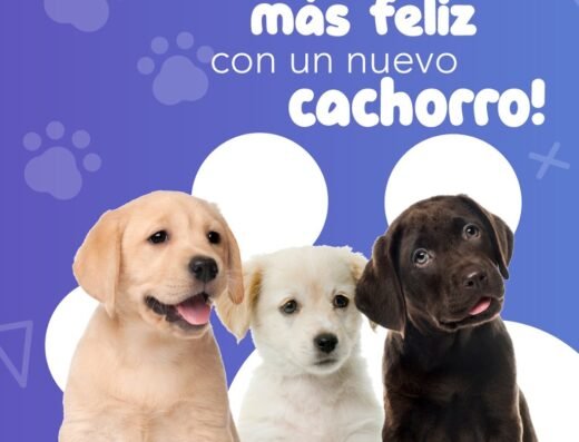 Mundo Puppy