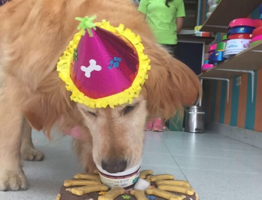 OH MY DOG COLOMBIA