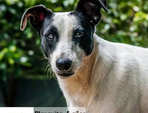 Blanquita
