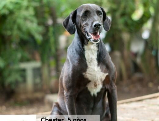 Chester