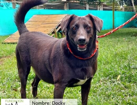 Docky