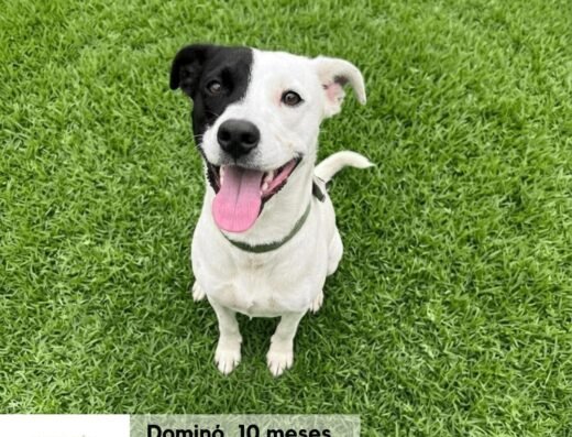 Dominó
