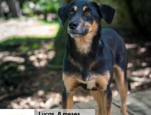 Lucas