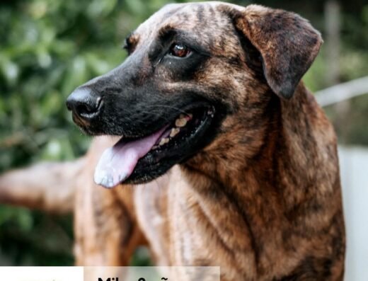 Milo