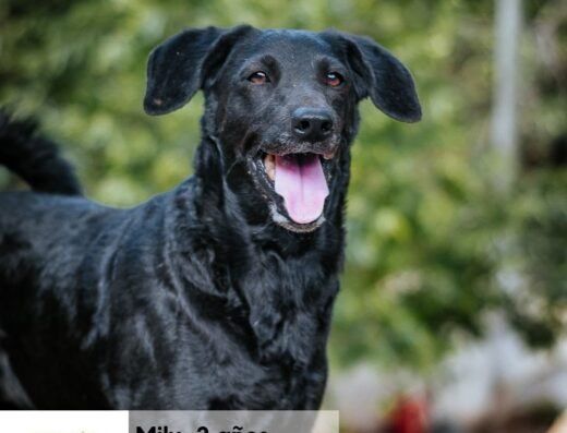 Milu