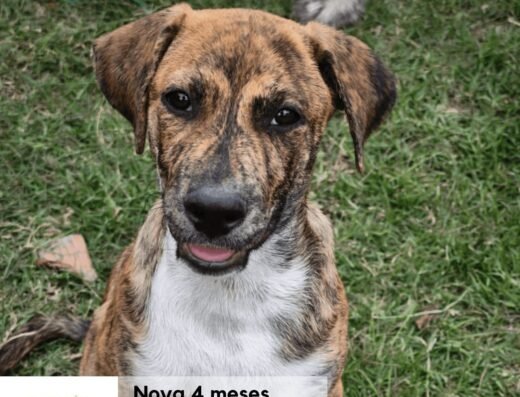 Nova