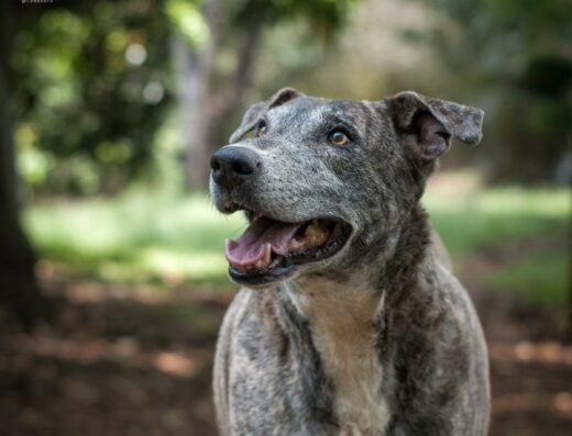 Onix