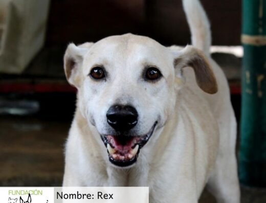 Rex