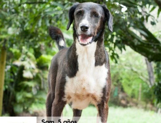 Sam