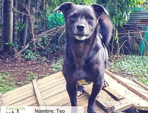 Teo