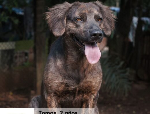 Tomas